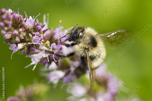 Cute bee on flower. © Gregory Johnston