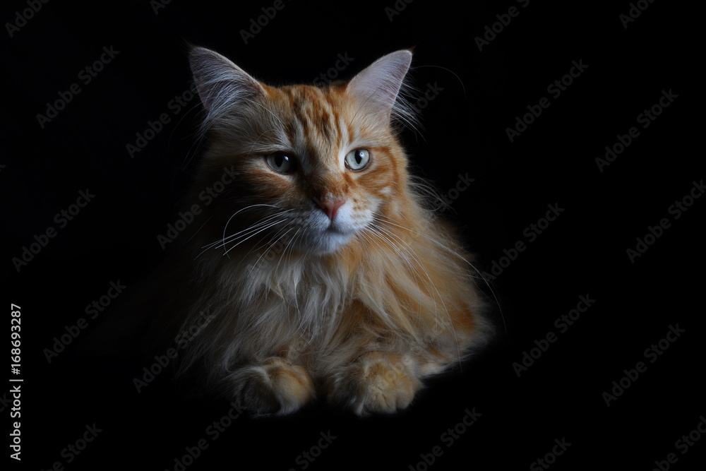 Isolated red tabby maine coon cat on black background