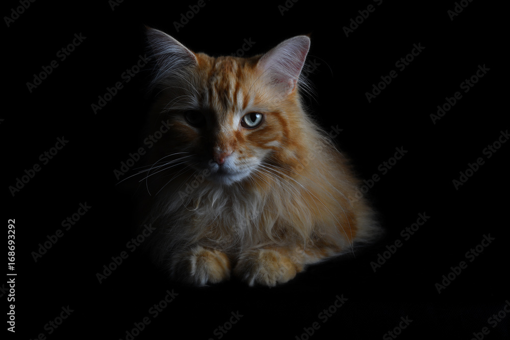 Isolated red tabby maine coon cat on black background
