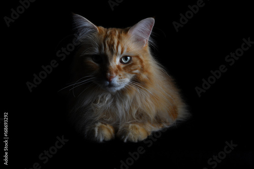 Isolated red tabby maine coon cat on black background