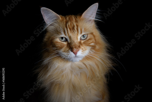 Close-up of an isolated red tabby maine coon cat on black background