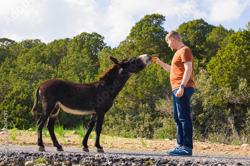 man caressing and feed a wild donkey