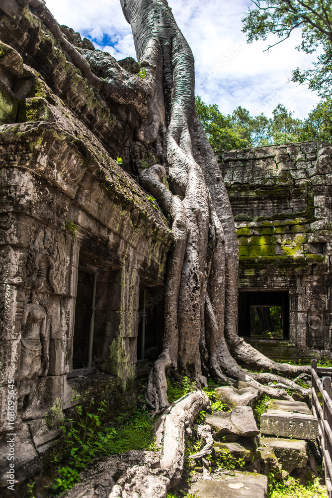 Ta Prohm temple ruins hidden in jungles, Siem Riep, Cambodia
