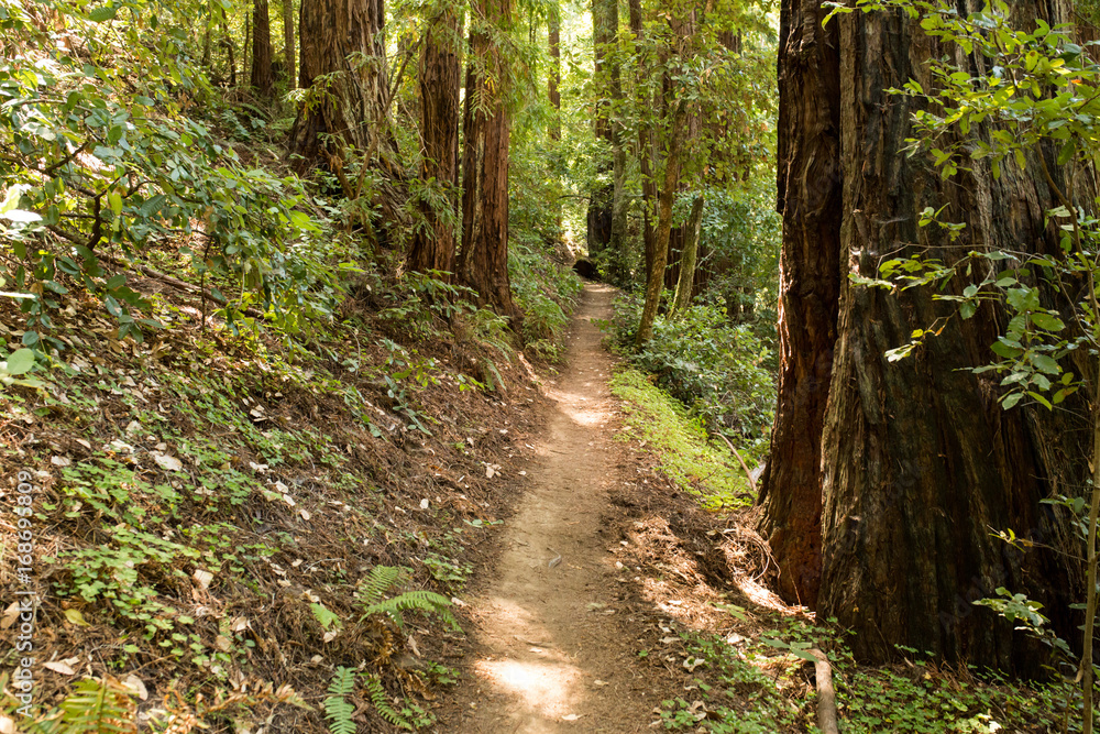 Obraz premium Empty hiking trail in a redwood forest