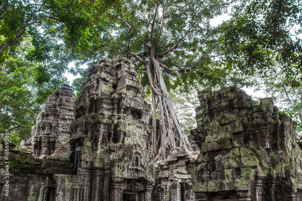 Ta Prohm temple ruins hidden in jungles, Siem Riep, Cambodia