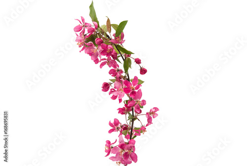 Pink flowers of apple-tree isolated