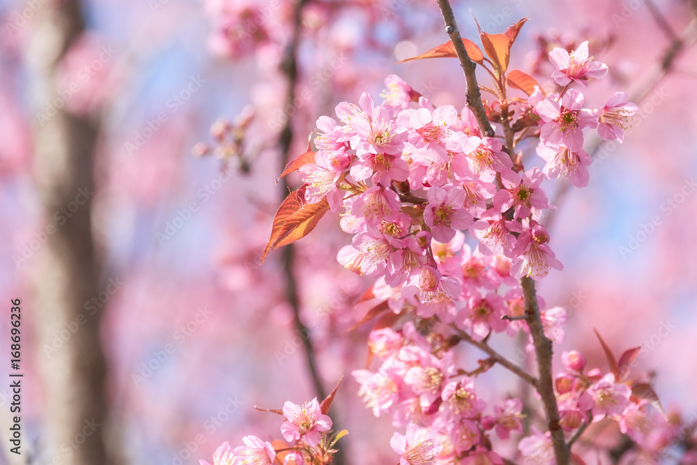 Abstract pink cherry blossom, Wild Himalayan Cherry in spring time with soft focus background Abstract pink cherry blossom, Wild Himalayan Cherry in spring time with soft focus background
