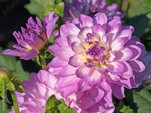 Fototapeta Naklejka Na Ścianę i Meble -  Dahlien, Dahlias