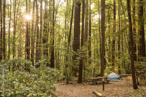 Wallpaper Mural Solitary tent in a campground in a redwood forest