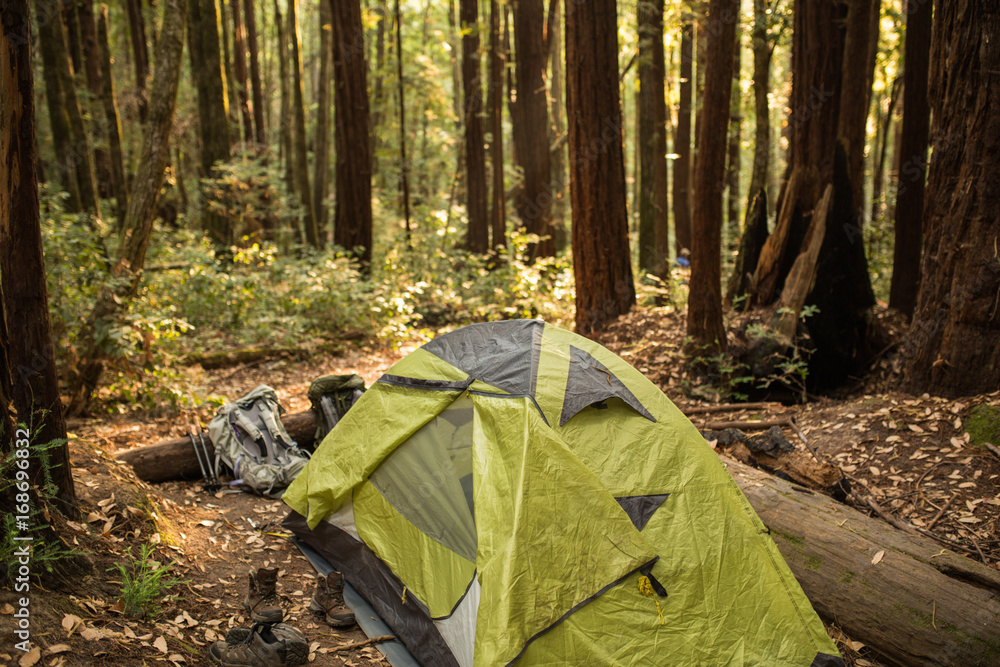 Tent under a dense redwood forest in a California campground