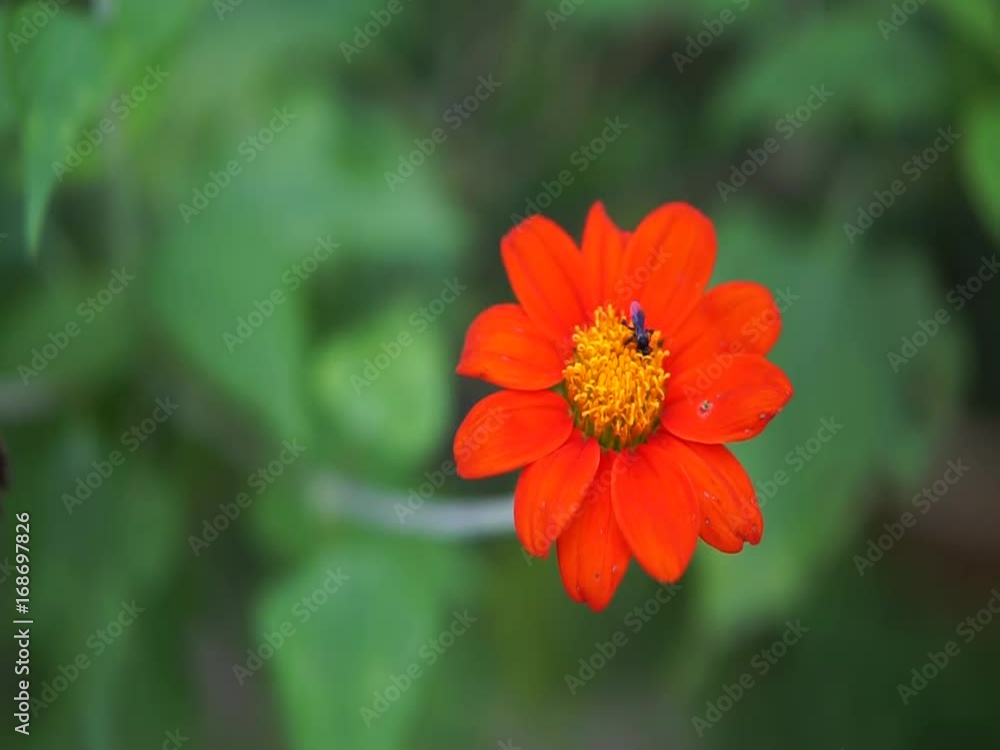 sting less bee flying on red flower sting less bee flying on red flower