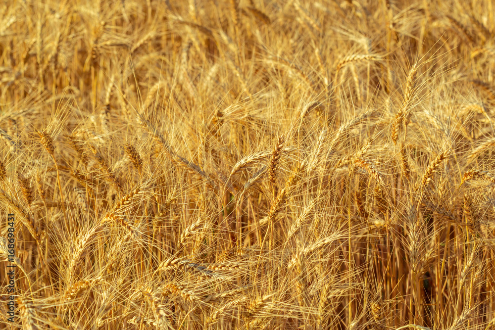 Fototapeta premium golden wheat field and sunny day