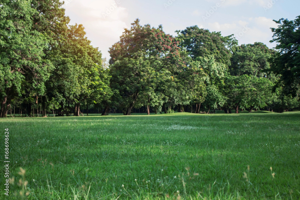 Fototapeta premium lawn in the park with sky.