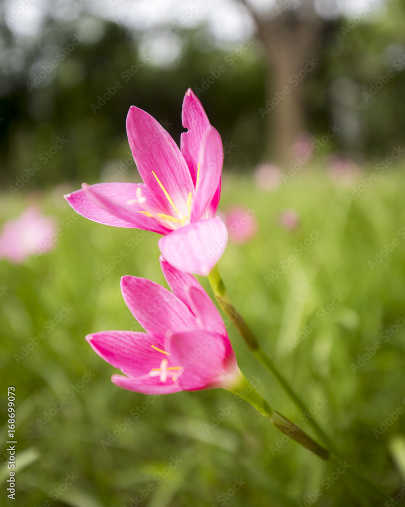 Fairy Lily pink flower green beautiful plant floral natural garden Fairy Lily pink flower green beautiful plant floral natural garden