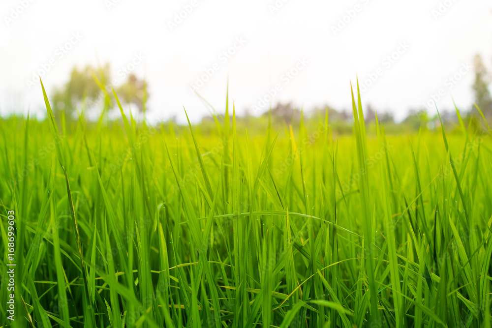 Fototapeta premium Paddy rice field on a white background