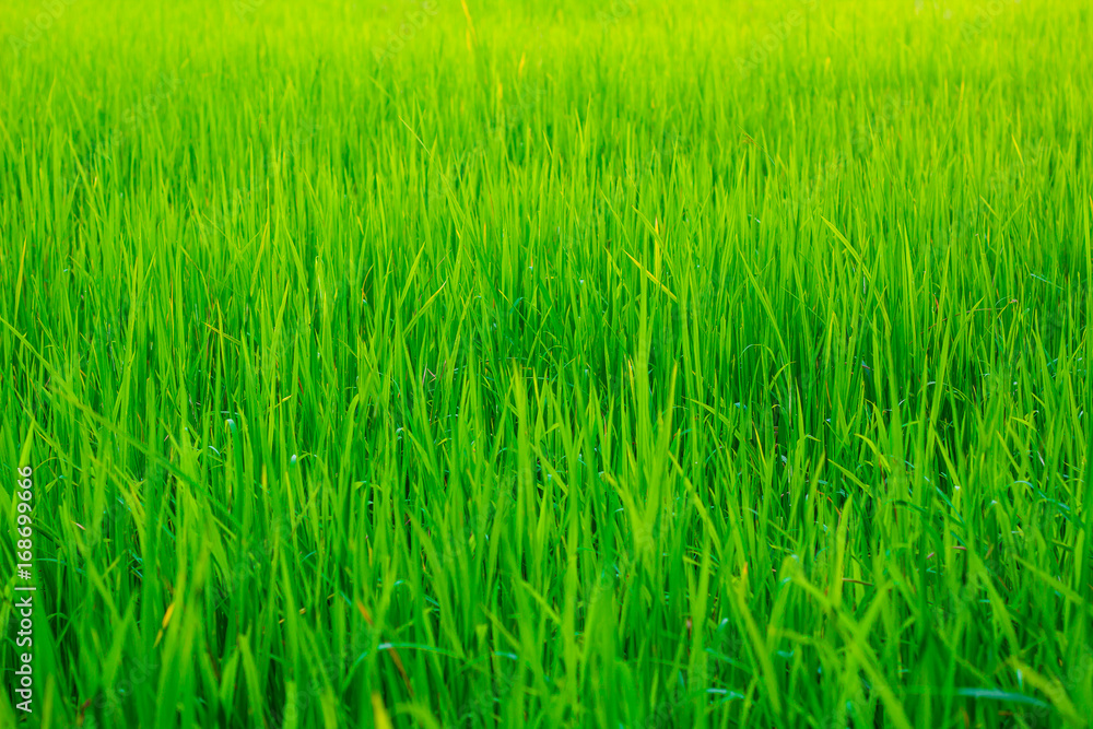 Paddy rice field on a white background