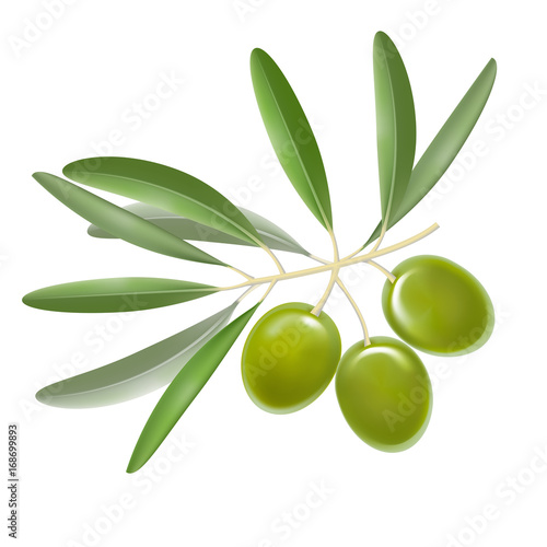 Realistic Detailed Color Olives Branch with Leaves. Vector