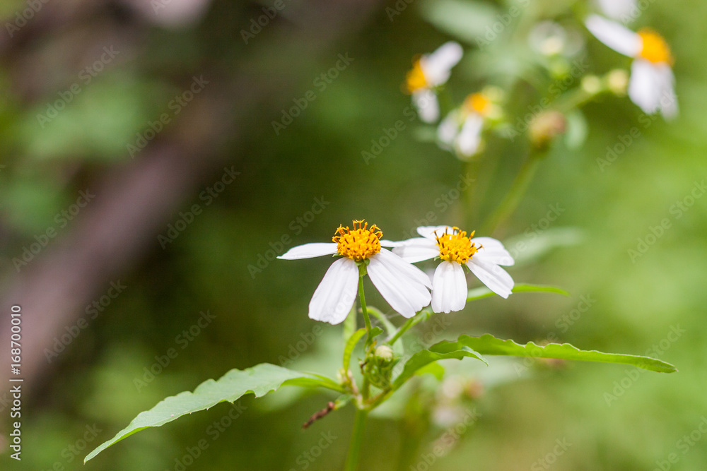 Beautiful Of Daisy Flowers / Beautiful Of Daisy Flowers Blooming In The Garden. Beautiful Of Daisy Flowers / Beautiful Of Daisy Flowers Blooming In The Garden.