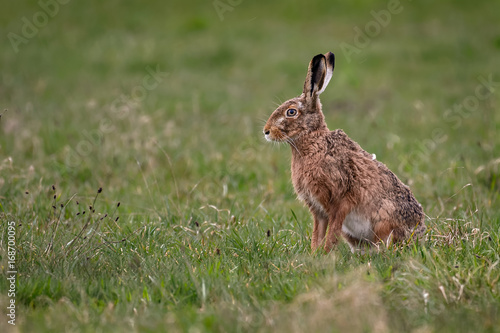 Hare sitting in a field © Thorsten Spoerlein