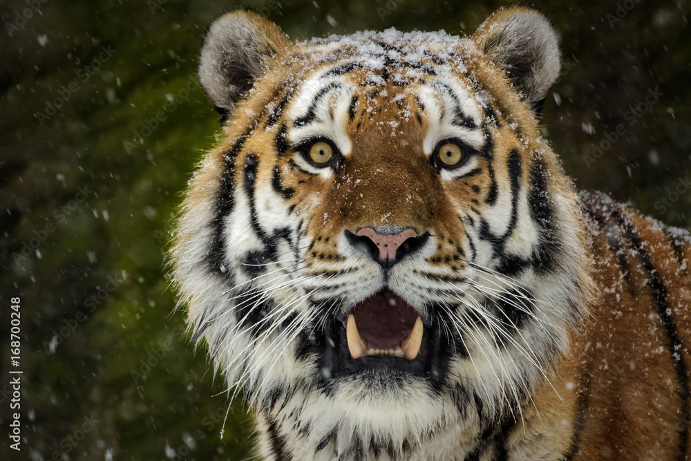 Fototapeta premium Männlicher sibirischer Tiger mit Schnee auf dem Kopf