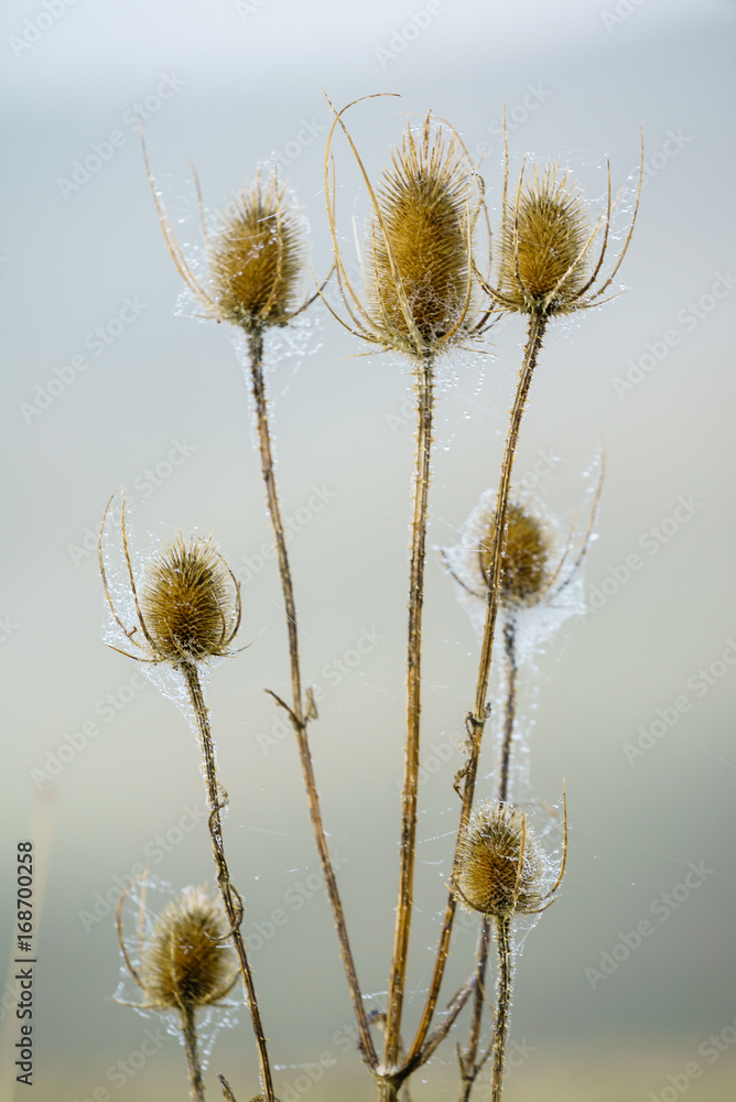 Obraz premium autumn plants