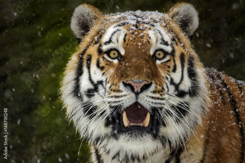 M  nnlicher sibirischer Tiger mit Schnee auf dem Kopf