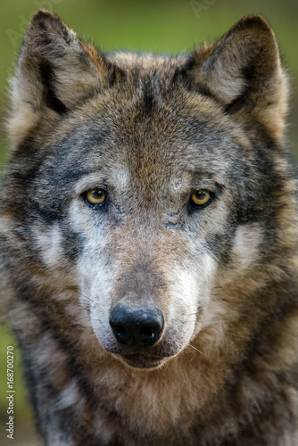Porträt eines europäischen Wolfes © Thorsten Spoerlein
