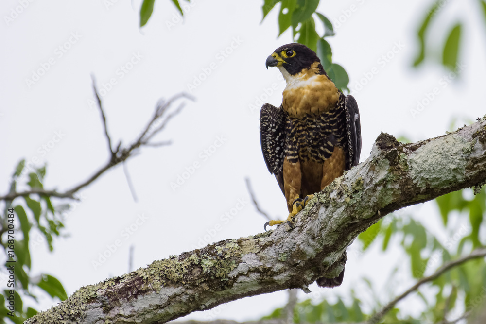 Rotbrustfalke sitzt auf einem Ast im Dschungel von Tikal, Guatemala Rotbrustfalke sitzt auf einem Ast im Dschungel von Tikal, Guatemala