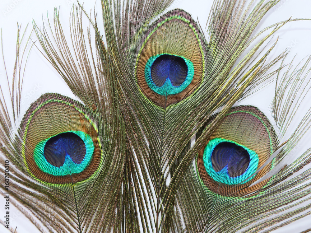 Obraz premium Peacock feather on white background.