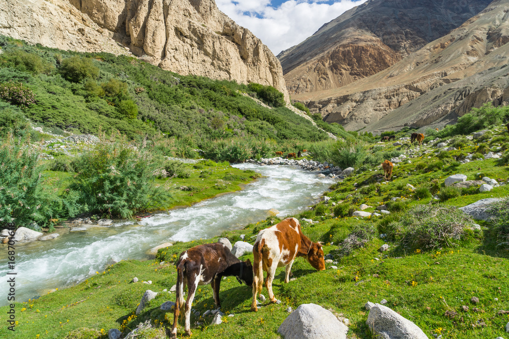 Leh in summer or greeny season, Ladakh, Jammu Kashmir, India