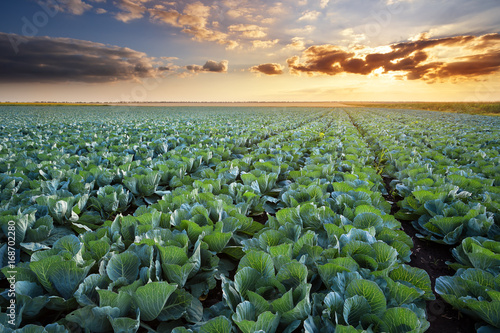 Valokuvatapetti Rows of ripe cabbage under the evening sky.