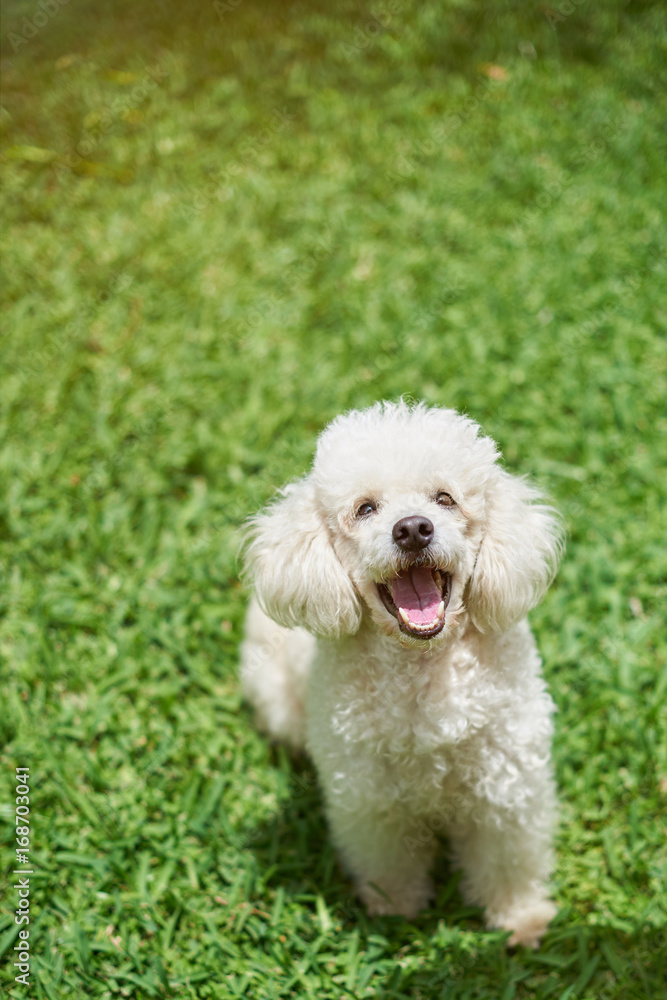 One happy white poodle dog