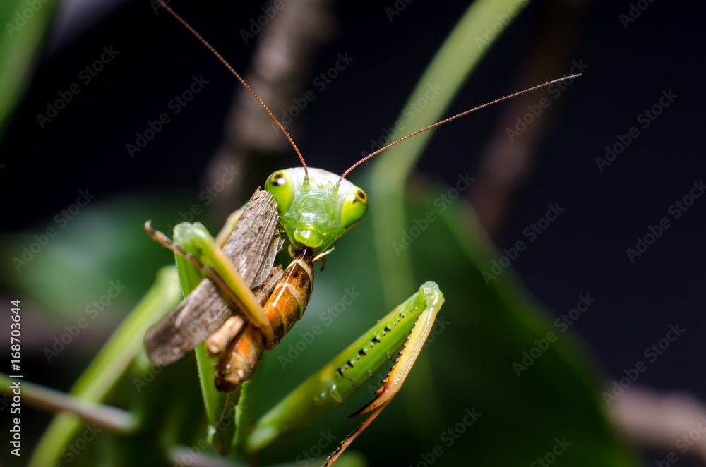 Mantis religiosa eating grasshopper Mantis religiosa eating grasshopper