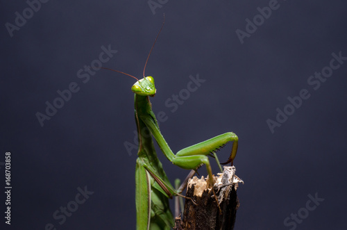 Mantis religiosa.