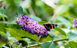 Red admiral on butterfly bush