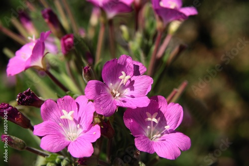 Fototapeta Naklejka Na Ścianę i Meble -  purple flowers of willow herb