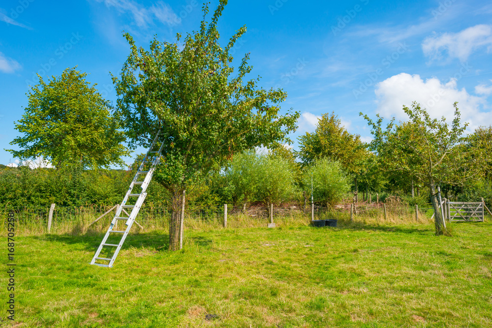 Apple tree in a meadow in summer Apple tree in a meadow in summer