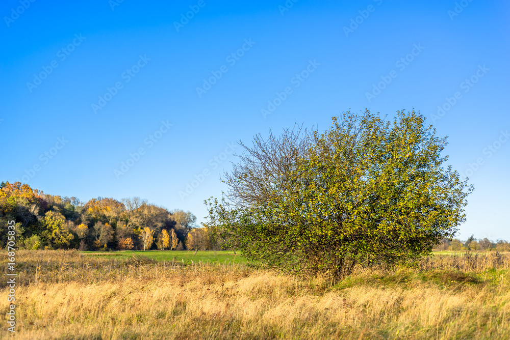 Scenic landscape of autumn, scenery with lonely tree on field and blue sky