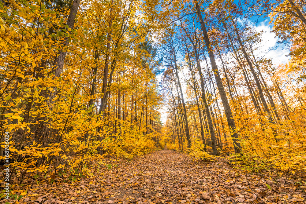 Fototapeta premium Path through yellow forest in autumn, landscape