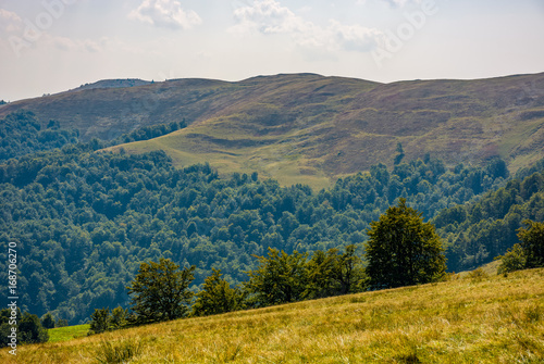 beech forest on grassy hillside in autumn