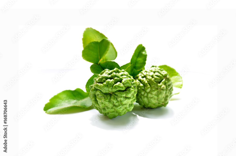 Bergamot tree on a white background Bergamot tree on a white background