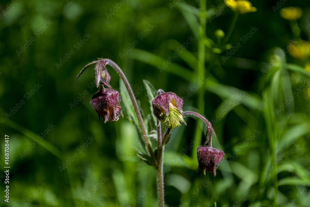 The first forest flowers of summer The first forest flowers of summer