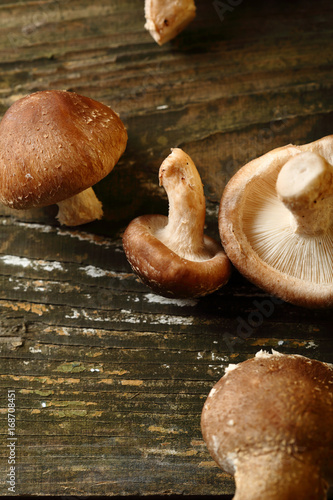 Forest mushrooms on old wood