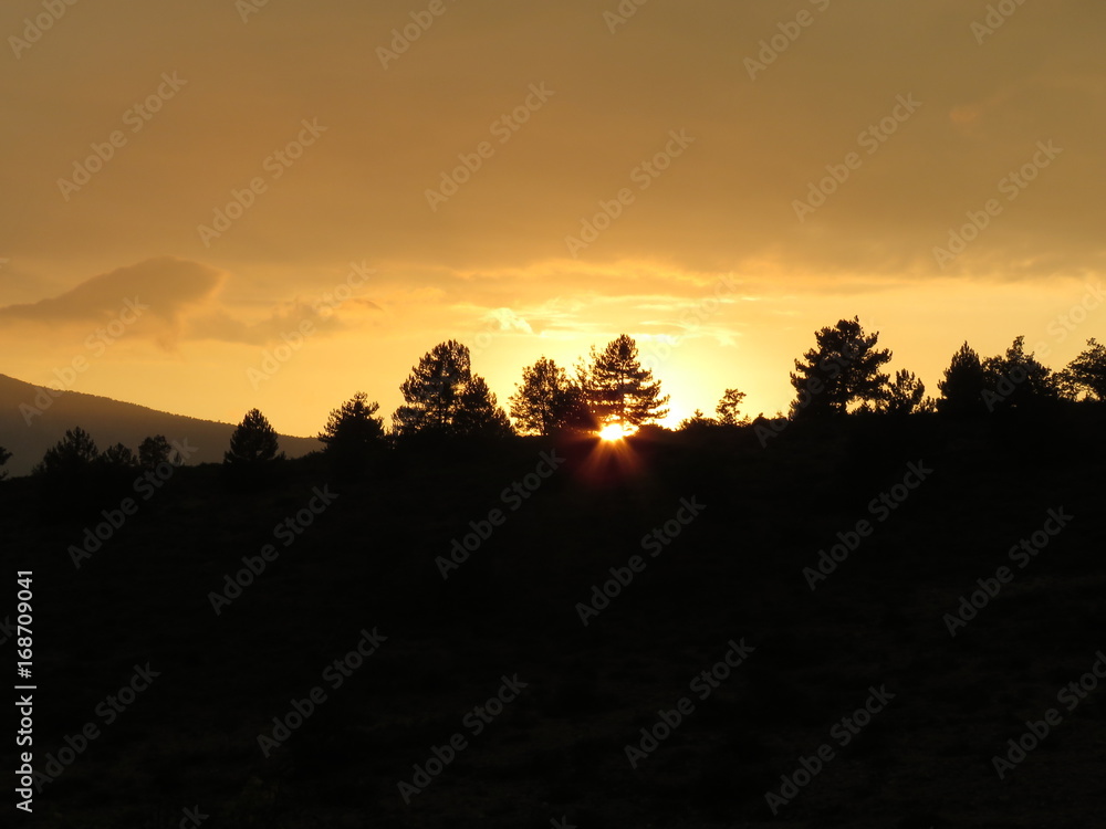 Pine tree silhouette at sunset