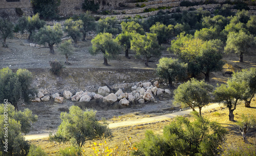 The Kidron Valley. Israel photo