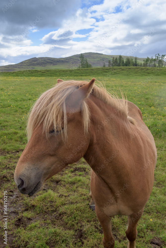 Icelandic Horse