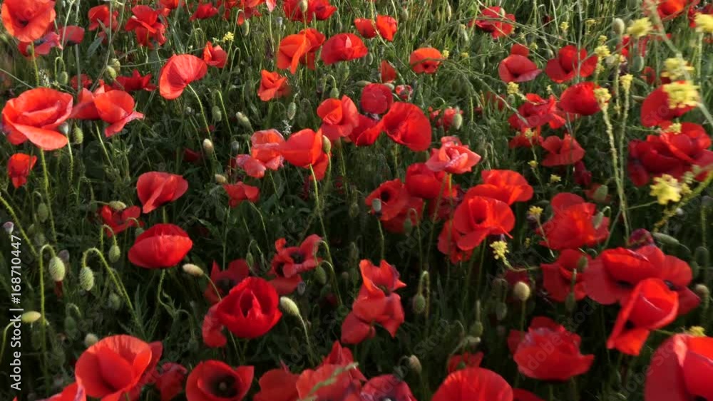 Poppy field in the south of france Poppy field in the south of france