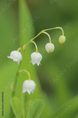 Inflorescence of the Lily of the valley, scientific name Convallaria majalis
