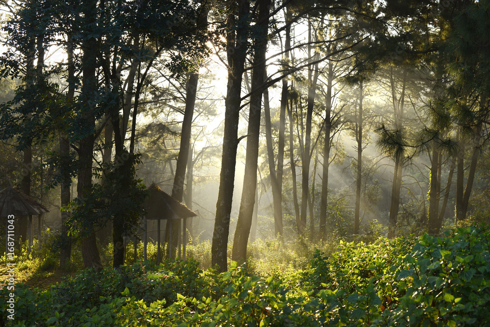 Obraz premium Morning ray light