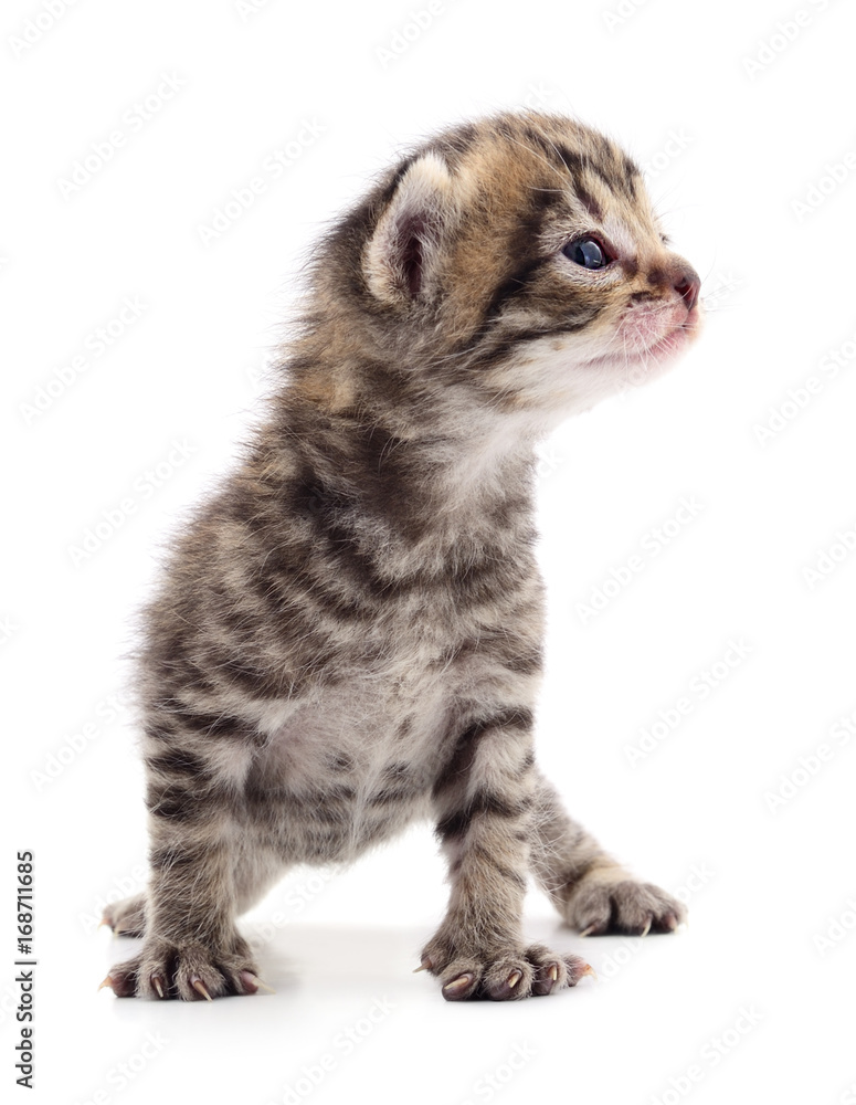 Obraz premium Kitten on white background.